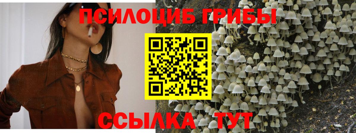 Гурьевск  Псилоцибиновые грибы Magic Shrooms  Вход с VPN 